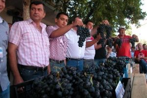&Ccedil;ağrışan'da renkli bağbozumu