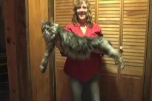 İşte en uzun ve en kısa kedi