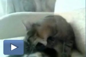 Kendi kendini d&ouml;ven kedi
