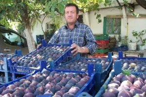 Y&ouml;r&uuml;kali'de siyah incir zeytine alternatif oldu