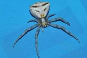 İnsan y&uuml;zl&uuml; &ouml;r&uuml;mcek g&ouml;renleri şaşırtıyor