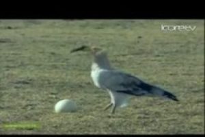 Devekuşu yumurtası b&ouml;yle kırılır