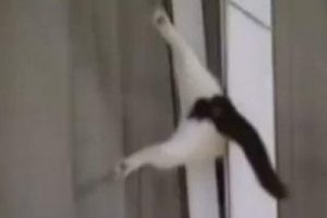Tıklanma rekoru kıran video!