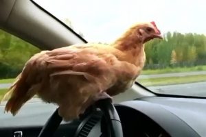 Bu tavuk diğer tavuklara benzemiyor