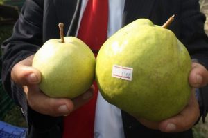 Dev armut g&ouml;renleri şaşırtıyor