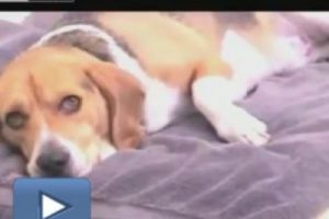 Hasta k&ouml;pek sahibinin &uuml;zerine pisledi