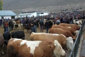 Bu yıl ki kurbanlık fiyatları belli oldu