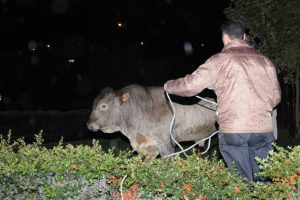 Bursa'da boğa yakalama operasyonu
