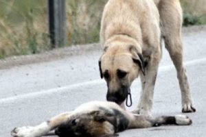 Anne k&ouml;peğin y&uuml;rek burkan hali