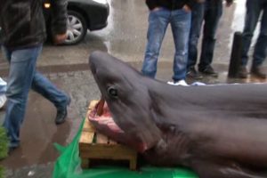 İşte Marmara'da yakalanan dev k&ouml;pek balığı