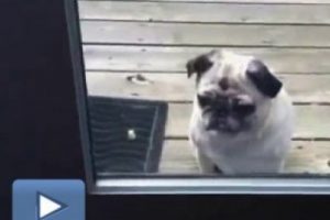 Film izlemediği i&ccedil;in k&uuml;sen k&ouml;pek