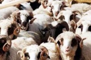 Yurt dışından kurban eti getirmeyin
