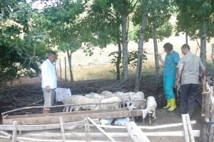 Gemlik'te sığırlara şap aşısı yapılıyor