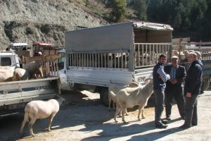 Dağ y&ouml;resi hayvanları pazara indi