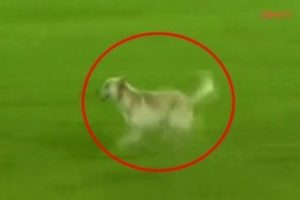 Ma&ccedil; sırasında sahaya k&ouml;pek girdi