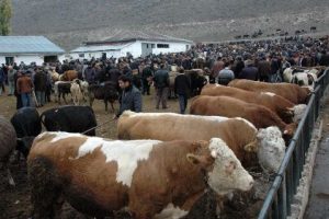 Kurbanda dişi hayvan kesmeyin!
