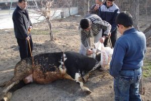 Kurban keserken kurban olmayın