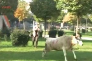İşte yılın ka&ccedil;an ilk danası