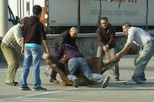 Bursa'dan ilgin&ccedil; kurban manzaraları