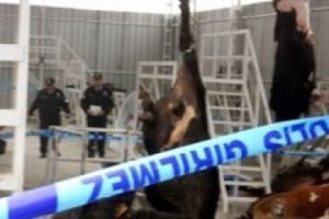 Boğa &uuml;st&uuml;ne d&uuml;şt&uuml;, kasap &ouml;ld&uuml;