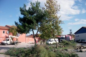 Elektrik tellerine değen ağa&ccedil;lar budanıyor