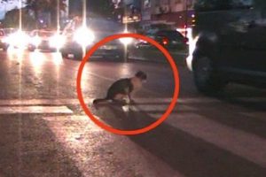 Bu kedinin yaptığını &ccedil;oğu insan yapmıyor