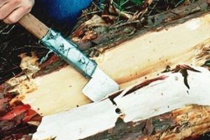 Kanserin ilacı ağa&ccedil; t&uuml;keniyor