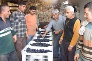 Marmarabirlik 7 bin ton zeytin alacak
