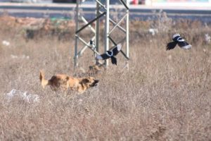 K&ouml;pek ve kargaların leş savaşı
