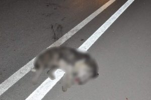 K&ouml;pek faciası sanığına 7 yıl 6 ay hapis
