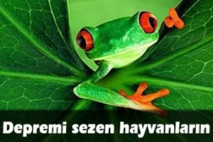 Depremi sezen hayvanların sırrı