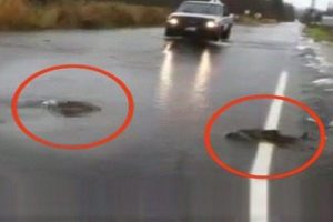 Balıkları g&ouml;ren herkes şaşkına d&ouml;nd&uuml;