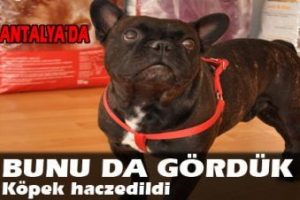 Bunu da g&ouml;rd&uuml;k... K&ouml;pek haczedildi