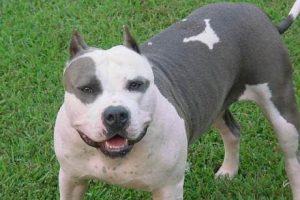Otomobile kapatılan Pitbull &ouml;l&uuml;yordu