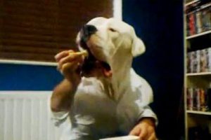 Bisk&uuml;vit manyağı k&ouml;pek