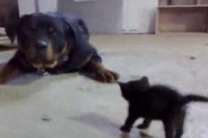 Yavru kedi rotwailere karşı