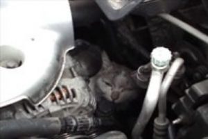 Motora sıkışan kedi b&ouml;yle kurtarıldı