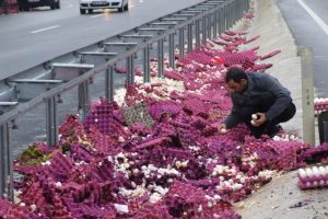 Yola savrulan yumurtaları işte b&ouml;yle topladılar