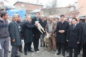 Büyükorhan'da çiftçilere koyun ve fidan dağıtıldı