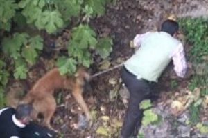 U&ccedil;uruma d&uuml;şen k&ouml;peği b&ouml;yle kurtardılar