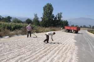 &Ccedil;evre yolunda ay &ccedil;ekirdeği kurutmak yasaklandı