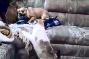Korkak k&ouml;pek kediden ka&ccedil;arsa