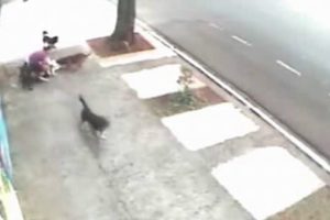 Sokak k&ouml;pekleri b&ouml;yle saldırdı