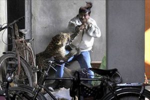 A&ccedil; leopar adamın kafa derisini y&uuml;zd&uuml;
