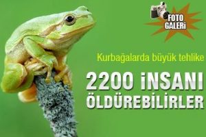 Kurbağalarda b&uuml;y&uuml;k tehlike... 2200 insanı &ouml;ld&uuml;rebilirler