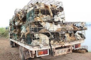 800 k&ouml;pek yenmekten son anda kurtuldu