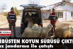 Minib&uuml;sten koyun s&uuml;r&uuml;s&uuml; &ccedil;ıktı