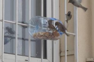 Pet şişeler dondurucu soğukta kuşlara hayat kaynağı oldu