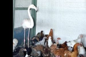&Uuml;ş&uuml;yen flamingolara a&ccedil;ık hava ısıtıcı