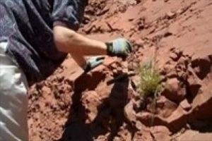 190 milyon yıllık dinozor yuvası